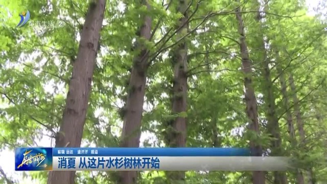 消夏，从这片水杉树林开始【威海广电讯】