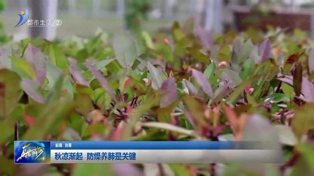 秋凉渐起 防燥养肺是关键 【威海广电讯】