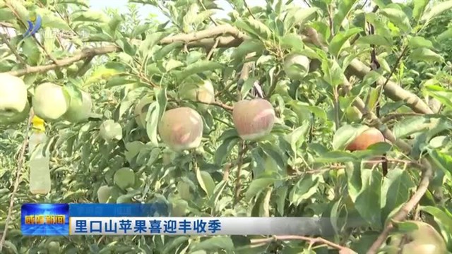 里口山苹果喜迎丰收季【威海广电讯】