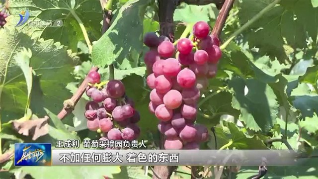 葡萄丰收缀满藤 满园飘香采摘忙【威海广电讯】