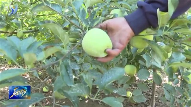 花果飘香 又是一个丰收季！【威海广电讯】