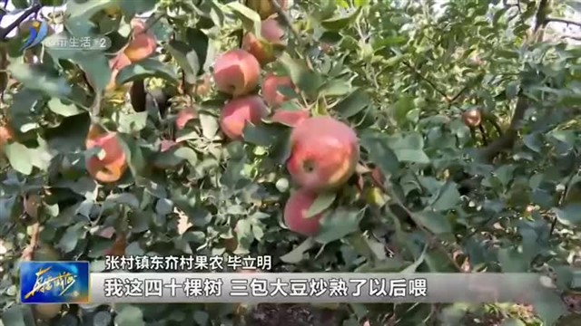 苹果丰收采摘忙 硕果盈枝促增收【威海广电讯】