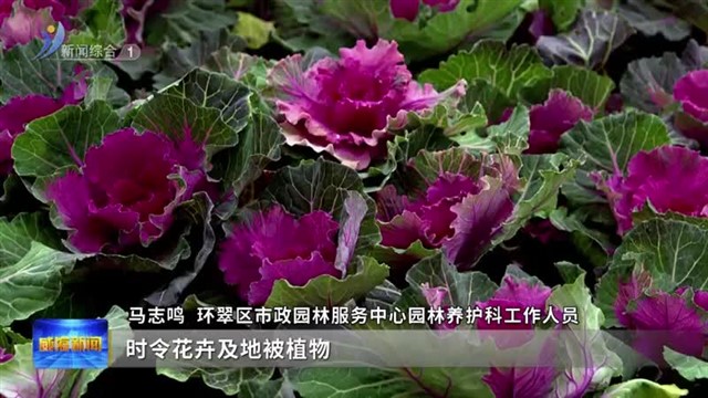 30多万盆耐寒草花扮靓主城区冬日景观 【威海广电讯】