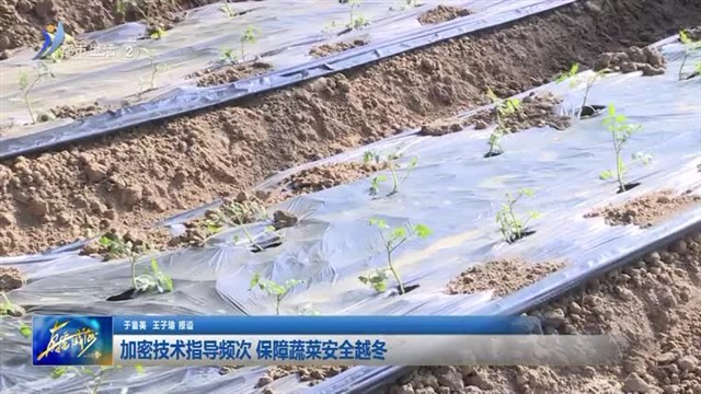 加密技术指导频次 保障蔬菜安全越冬【威海广电讯】