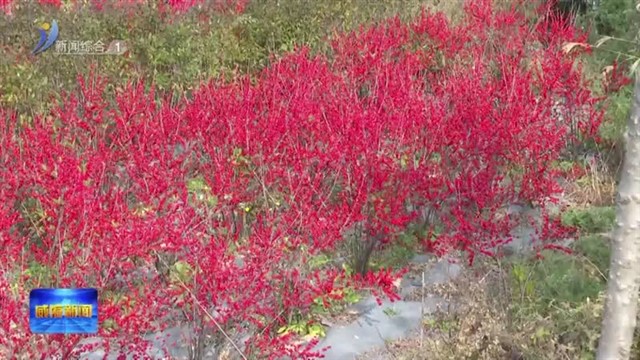 奏响乡村振兴“协奏曲” 绘就和美乡村“新画卷”【威海广电讯】