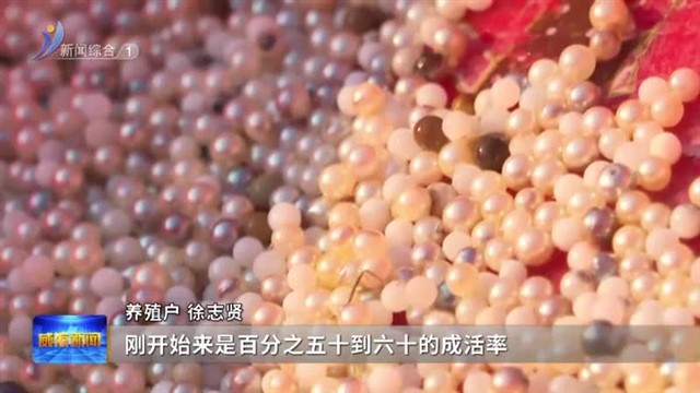 高区：akoya珍珠“北养”成功 【威海广电讯】