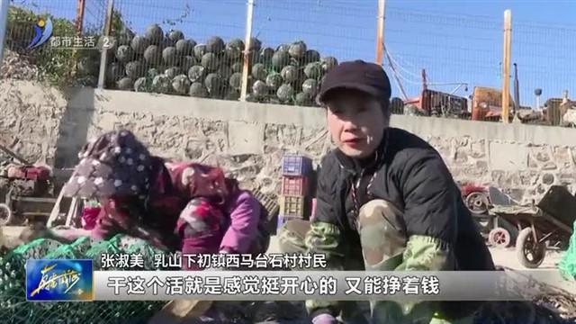 乳山：又到牡蛎肥美时 蛎农基地加工忙【威海广电讯】