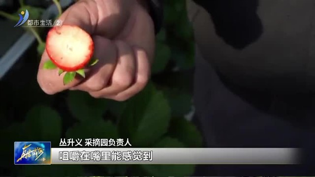 这儿的头茬草莓熟了！【威海广电讯】