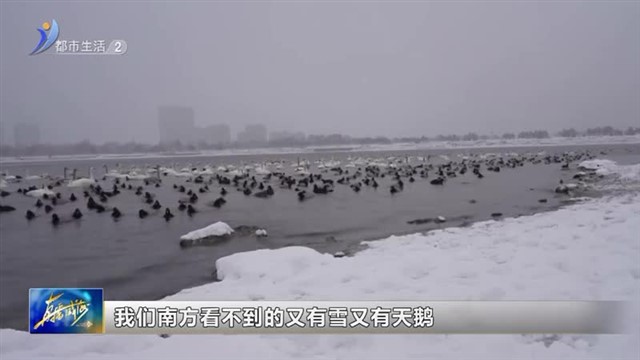 雪景如画 欢享雪趣 【威海广电讯】