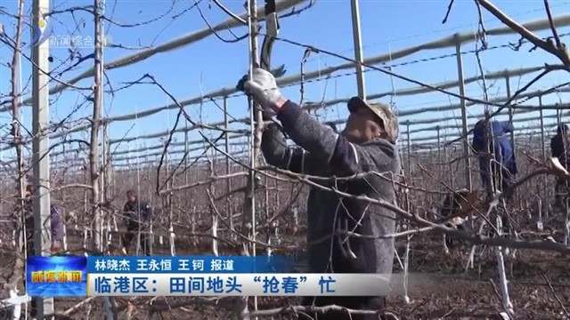 临港区：田间地头“抢春”忙【威海广电讯】