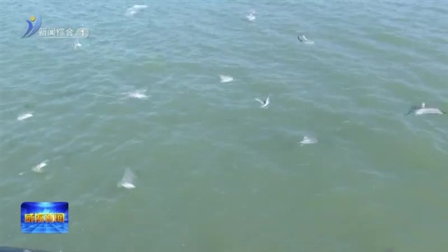 海边“鸥”遇 谱写春日浪漫【威海广电讯】